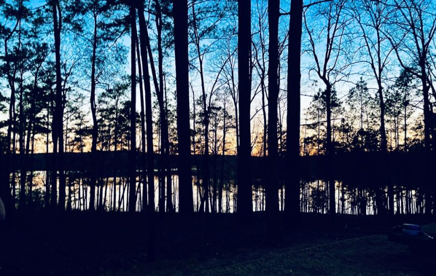 Sunset over the water beyond the trees